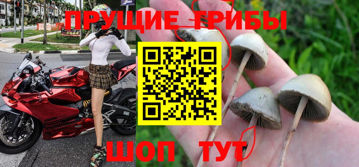 Галлюциногенные грибы мицелий Сунжа